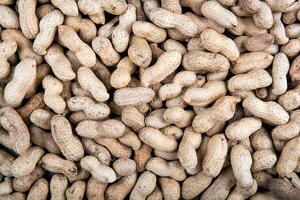large grains of peanuts in the shell photo
