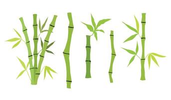 Hand drawn bamboo tree stem and leaves. Set of bamboo tree isolated on white background vector