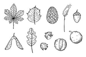 Illustrations of autumn engraved forest plants. Hand drawn pine cone, alder leaves, chestnut, oak, hazelnut, birch, fall flowers. The image created without any artificial intelligence software vector