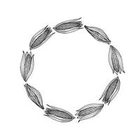 Hand drawn round frame background with corn for text. Border with corn cobs. Agricultural crop, harvesting, healthy food. The image created without the any artificial intelligence software vector