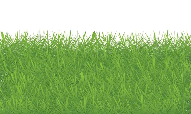 Green grass isolated on white background. green grass texture background