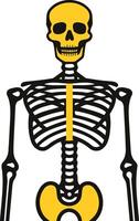 A simple yet effective illustration of a human skeleton with highlighted bone structures vector