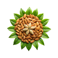 raw almond nuts neatly arranged png