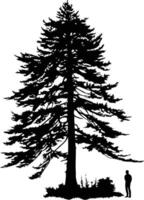 Silhouette of a large coniferous tree, possibly a pine or spruce, with a single person standing in front of it vector