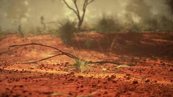 Tree in Background of Dirt Field video