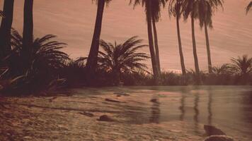 Group of Palm Trees Alongside Water video