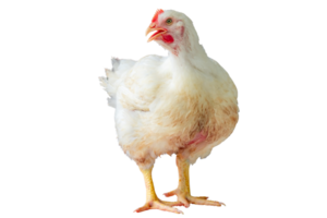 White chicken standing in smart poultry farming business, chicken is economic animals in closed system farm, Livestock, isolated on white background with clipping path png