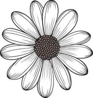 Line Drawing of a Daisy vector