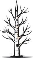 Simple, elegant black and white illustration of a tall, slender birch tree with distinctive bark vector