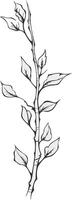 Hand Drawn Illustration of a Single Stem with Leaves vector