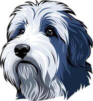 A charming, cartoon style illustration of a bearded collie with a playful expression vector