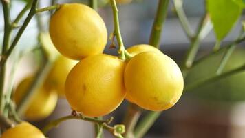 fresh lemons from a lemon tree in a yellow pot in a tranquil garden video