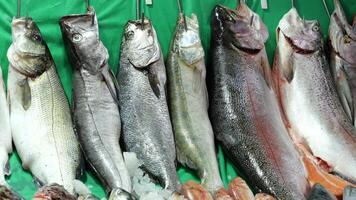 Freshly Caught Fish Impressive Display at Local Market Captivating Shoppers and Chefs Alike video