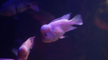 Underwater Elegance Observe the Colorful Cichlids Gracefully Swimming in Beautiful Motion video
