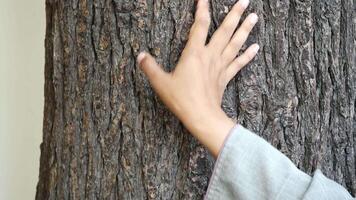 Establish a connection with nature through gently touching the bark of a tree in a peaceful park video