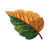 A leaf with brown and green leaves on it vector