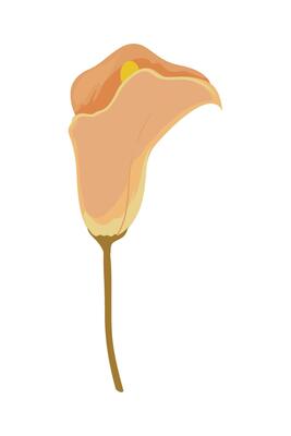 A single orange calla lily flower on a white background