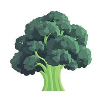 Broccoli illustration isolated on white background vector