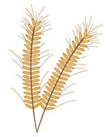 A wheat plant on a white background vector