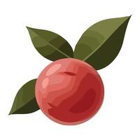 A peach with leaves on it is shown vector