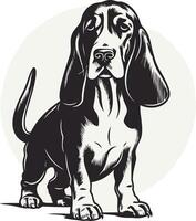 A classic black and white illustration of a basset hound, standing with a gentle and curious expression vector