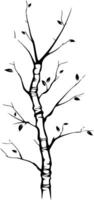 Simple, elegant silhouette of a birch tree with small leaves vector
