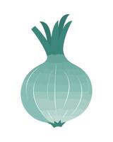 An onion is shown on a white background vector