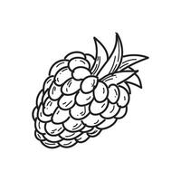 A black and white drawing of a raspberry vector