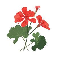 Geranium flower illustration isolated on white background vector