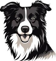 A friendly border collie with black and white fur, looking directly at the viewer vector