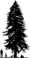 A dramatic silhouette of a tall fir tree with a person standing in the foreground for scale vector