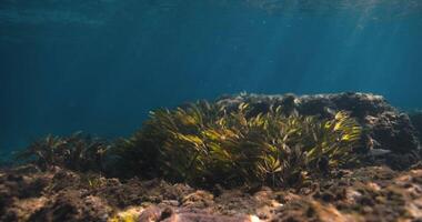 Underwater ocean with sun rays and algae or sea weed in transparent ocean shallow water. video