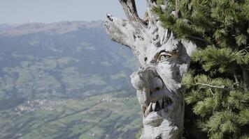 1 September 2023. Monte bullaccia. Witch's face carved on the tree video