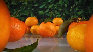 Movement between orange tangerines on the table video
