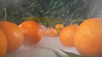 Clementines among frozen smoke on the table video