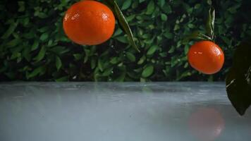 Slow motion of clementines falling on the table video