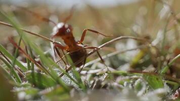 Ant runs quickly in its habitat video