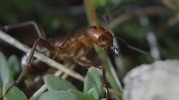 Ant with large mandibles in macro video