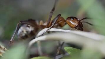 Ant in macro core quickly video