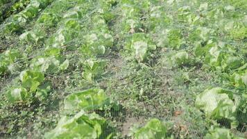 Vegetable garden with insect net video