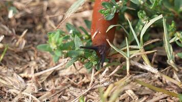 Snail moves in its habitat video