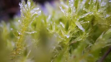 Moss in macro covered with ice video