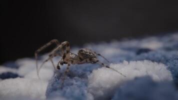 Closeup of a spider on blue fabric, displaying detailed pattern video
