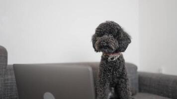 A small poodle, a toy dog breed, sits on a couch staring at the computer screen video