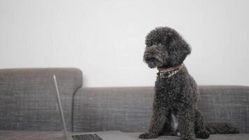 A small black poodle is sitting on the sofa near the laptop video