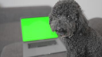 A small Poodle is sitting in front of a laptop computer with a green screen video