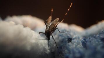 Close-up of Mosquito on Fabric with Blurred Background video