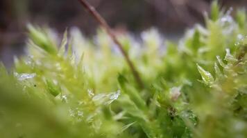 mos in macro in de voorjaar video