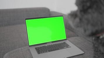 Computer with chroma key in front of the dog's face video