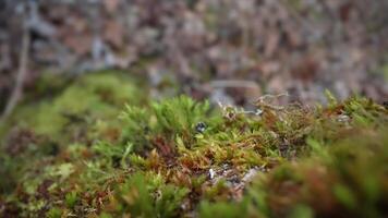 Moss on the tree in macro video